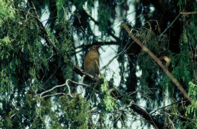 Abyssinian Ground-Thrush  (Zoothera piaggiae)