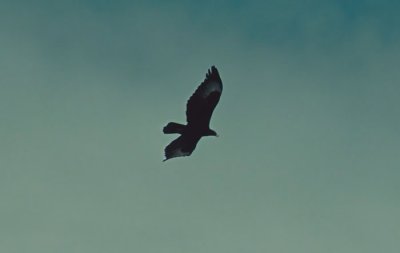 Verreaux's Eagle  (Aquila verreauxii)