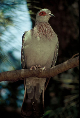 Speckled Pigeon  (Columba guinea)