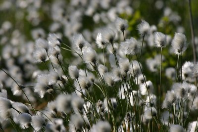 Tuvull  (Eriohorum vaginatum)