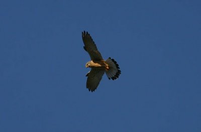 Common Kestrel  Tornfalk  (Falco tinnunculus)