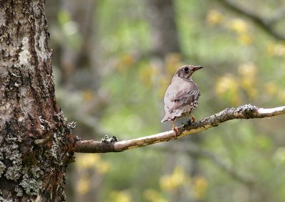 Mistle Thrush Dubbeltrast (Turdus viscivorus)
