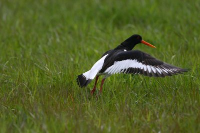 Eurasian Oystercatcher  Strandskata  (Haematopus ostralegus)