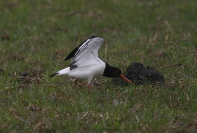 Eurasian Oystercatcher  Strandskata  (Haematopus ostralegus)