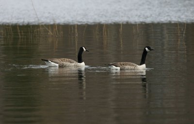 Canada Goose  Kanadags  (Branta canadensis)