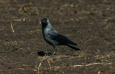 Western Jackdaw  Kaja  (Corvus monedula)