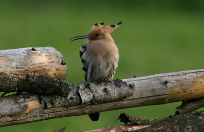 Eurasian Hoopoe Härfågel (Upupa epops) 2007
