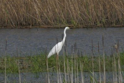 Great Egret  gretthger  (Egretta alba) 2007