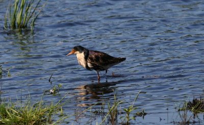 Ruff  Brushane  (Philomachus pugnax)