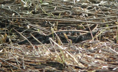 Jack Snipe  Dvrgbeckasin  (Lymnocryptes minimus)