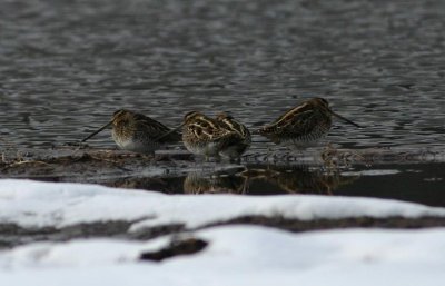 Common Snipe  Enkelbeckasin  (Gallinago gallinago)