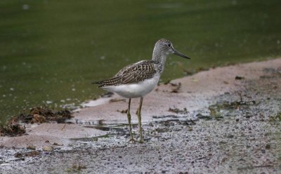 Common Greenshank  Gluttsnppa  (Tringa nebularia)