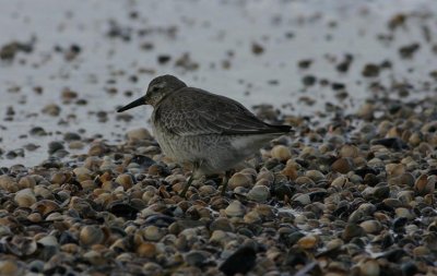 Red Knot  Kustsnppa  (Calidris canutus)