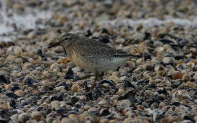 Red Knot  Kustsnppa  (Calidris canutus)