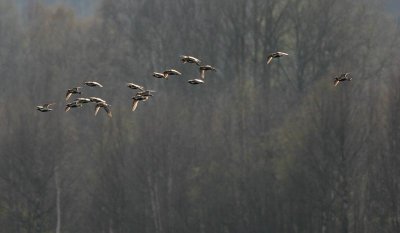European Golden Plover  Ljungpipare  (Pluvialis apricaria)