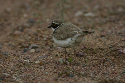 Little Ringed Plover  Mindre strandpipare  (Charadrius dubius)