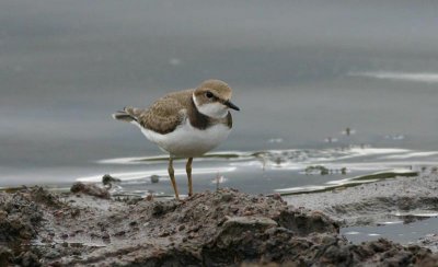 Little Ringed Plover  Mindre strandpipare  (Charadrius dubius)