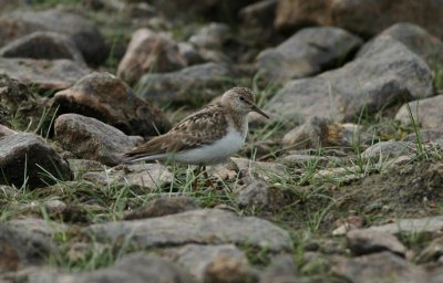 Temminck's Stint  Mosnppa  (Calidris temminckii)