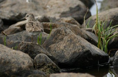 Temminck's Stint  Mosnppa  (Calidris temminckii)