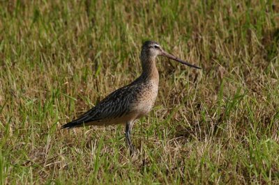 Bar-tailed Godwit  Myrspov  (Limosa lapponica) 2004