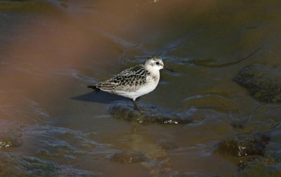 Sanderling  Sandlpare  (Calidris alba)
