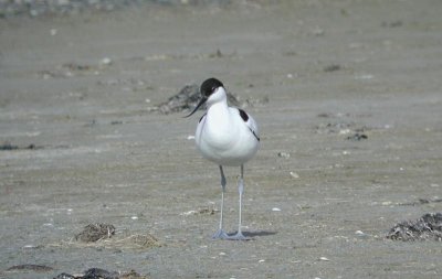 Pied Avocet  Skrflcka  (Recurvirostra avosetta)