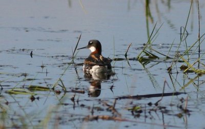 Red-necked Phalarope  Smalnbbad simsnppa  (Phalaropus lobatus)  2004
