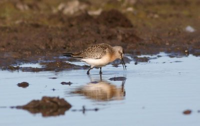 Curlew Sandpiper  Spovsnppa  (Calidris ferruginea)