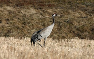 Common Crane  Trana  (Grus grus)