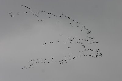 Common Crane  Trana  (Grus grus)