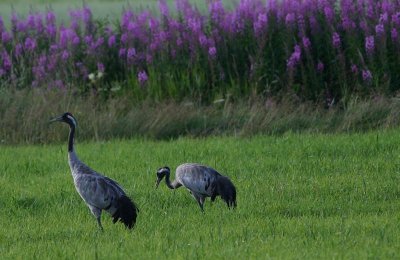 Common Crane  Trana  (Grus grus)