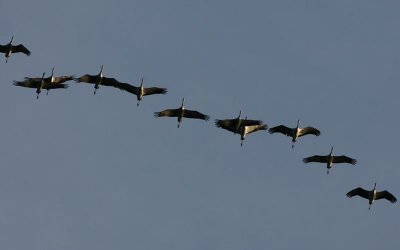 Common Crane  Trana  (Grus grus)