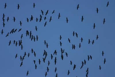 Common Crane  Trana  (Grus grus)