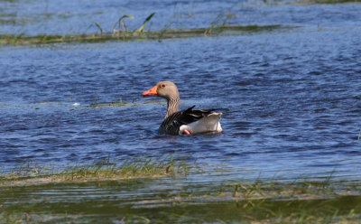 Greylag Goose  Grgs  (Anser anser)