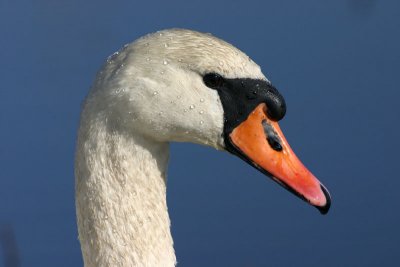 Mute Swan  Knlsvan  (Cygnus olor)