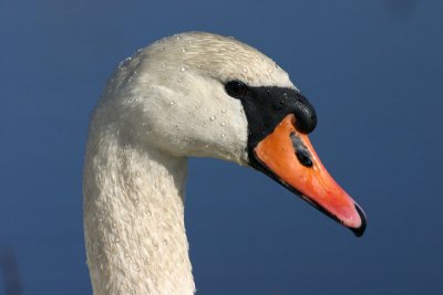 Mute Swan Knölsvan (Cygnus olor)