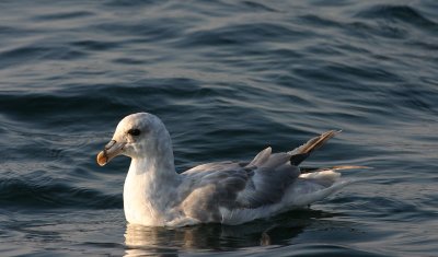 Northern Fulmar  Stormfgel  (Fulmarus glacialis)