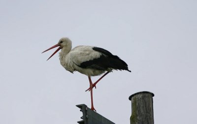 White Stork  Vit stork  (Ciconia ciconia)