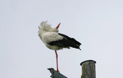 White Stork  Vit stork  (Ciconia ciconia)