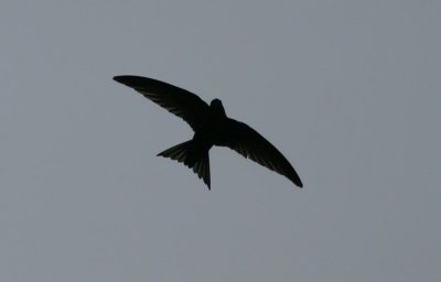 Common Swift  Tornseglare  (Apus apus)