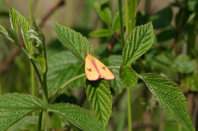 Clouded Buff  Rdfransad bjrnspinnare  (Diacrisia sannio)