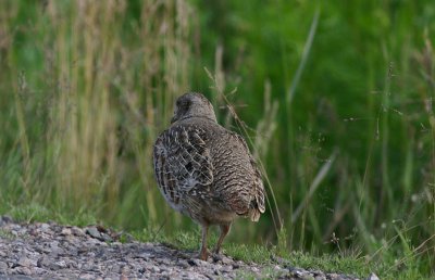 Grey Partridge  Rapphna  (Perdix perdix)