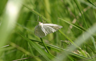 Black-veined Moth  Svartribbad vitvingemtare  (Siona Lineata)