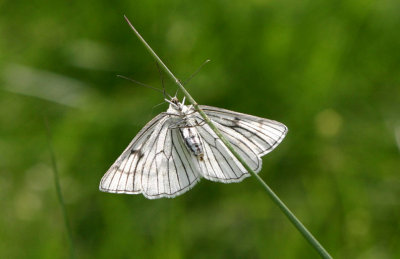 Black-veined Moth  Svartribbad vitvingemtare  (Siona Lineata)