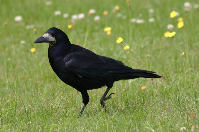 Rook  Rka  (Corvus frugilegus)