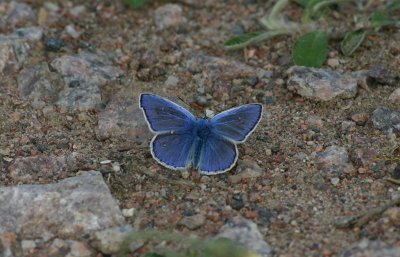 Common Blue  Puktrneblvinge hane  (Polyommatus icarus)