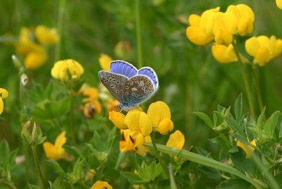 Common Blue  Puktrneblvinge  (Polyommatus icarus)