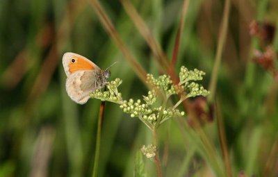 Small Heath  Kamgrsfjril  (Coenonympha pamphilus)