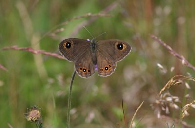 g6/55/750355/3/81614249.XiOrjy3P.jpg