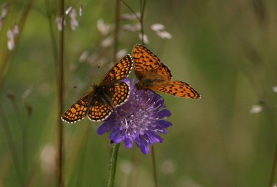 Heath Fritillarry  Skogsntfjril  (Melitaea athalia) Small p-b F  Brunflckig prlemorfjril  (Boloria selene)